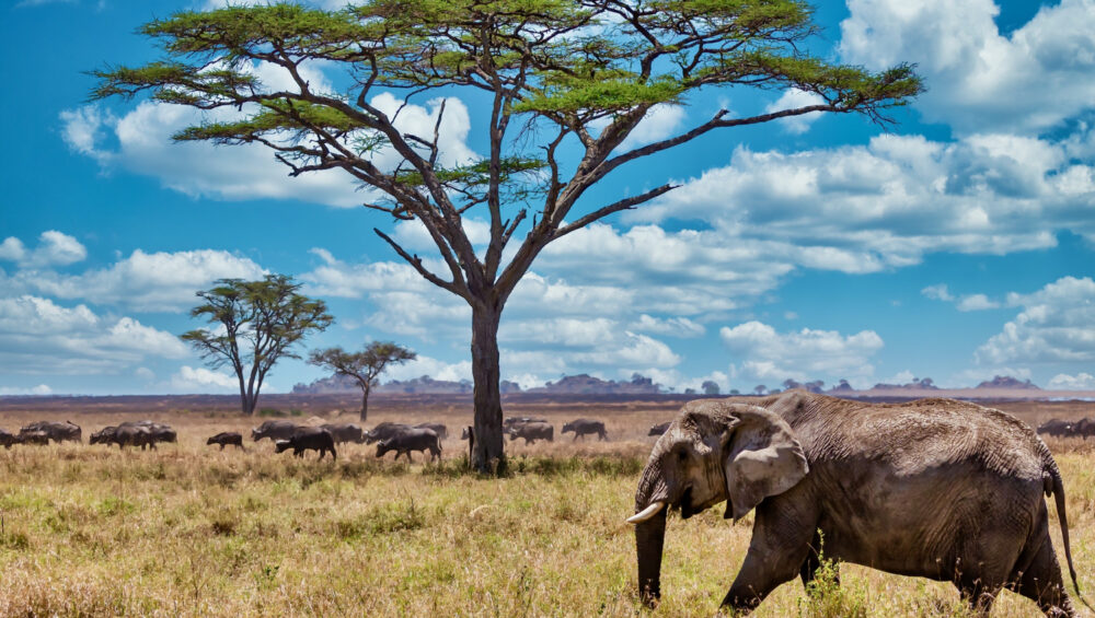 safari tanzania mejor epoca