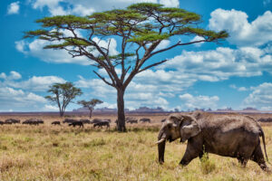 mejor-epoca-safari-tanzania