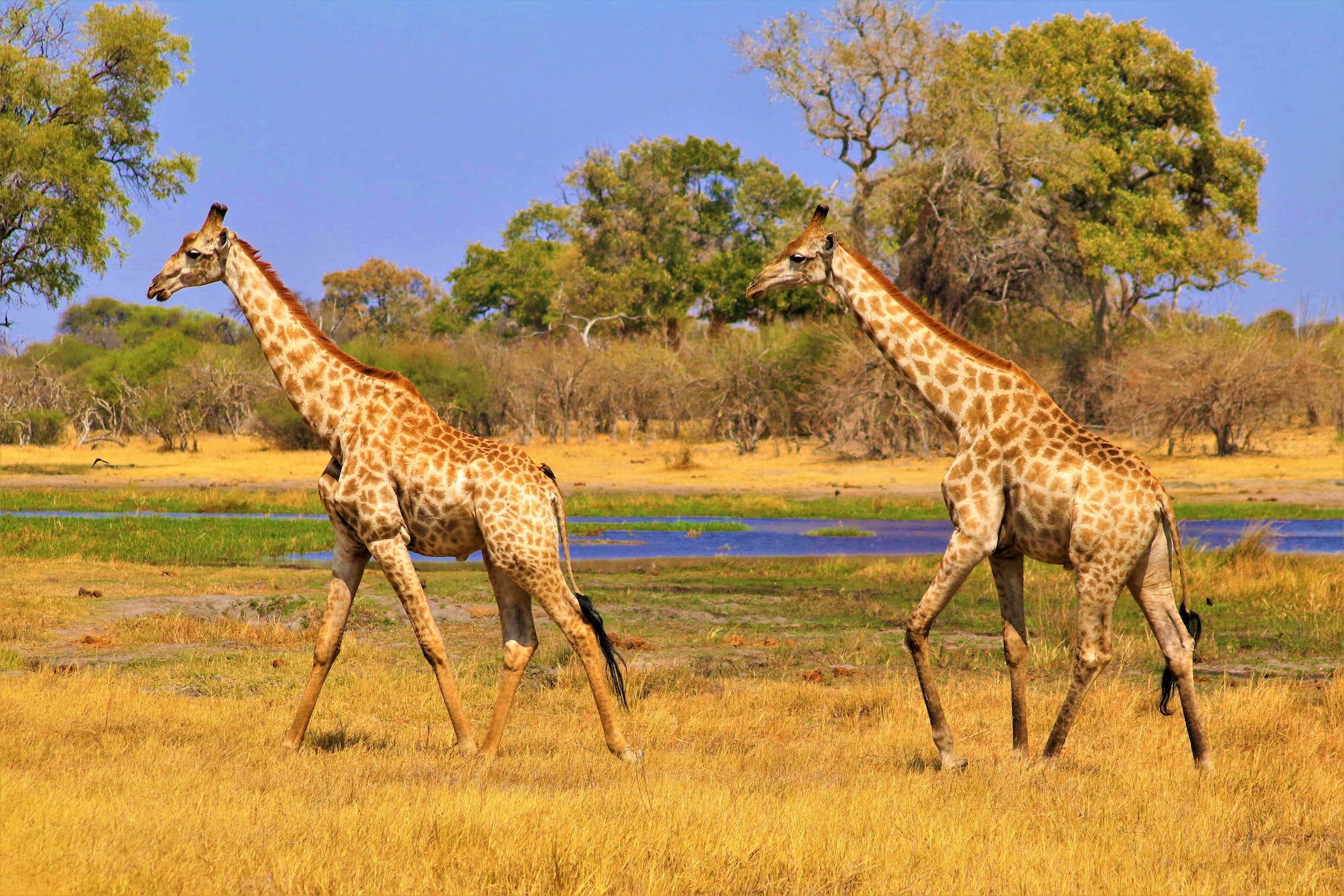 cuanto-vale-un-safari-en-tanzania