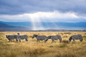 safari-en-Kenia-y-Zanzíbar